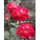 Троянда Люксор (Роза Luxor)